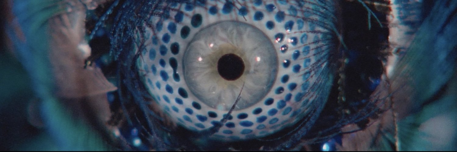 DigitalMoonstone™ 🐳 banner