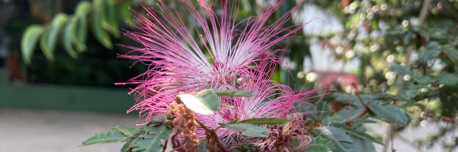 Astrid Priscilla Martinez-Cedillo banner