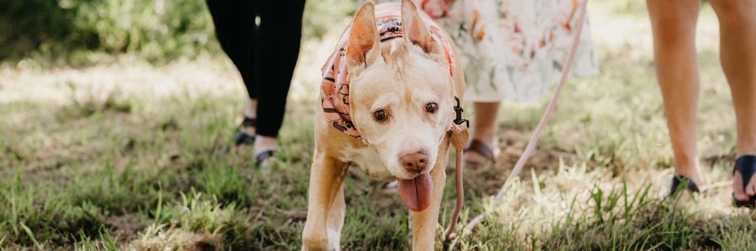 Brijana Prooker banner