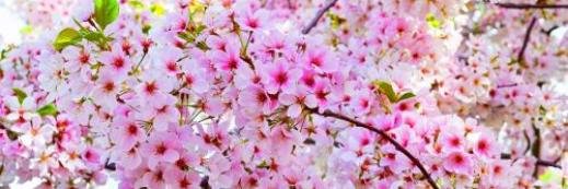 agneshy_w's profile banner image