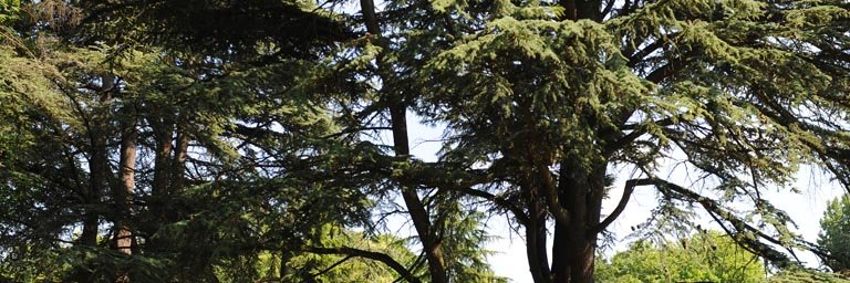 ANCEL Genevieve banner