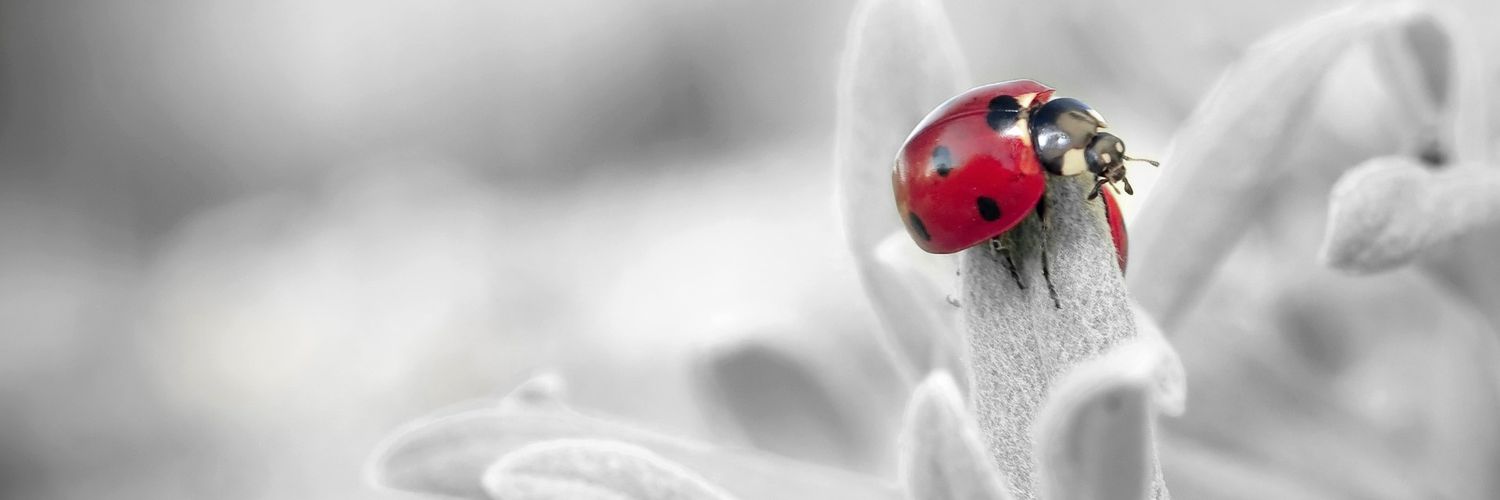 Kübra Palta banner