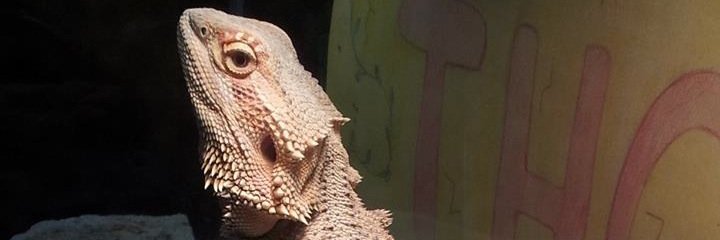 AmberShibley's profile banner image