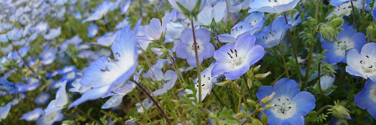 日向/ひなた banner