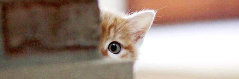 Maypeach123's profile banner image