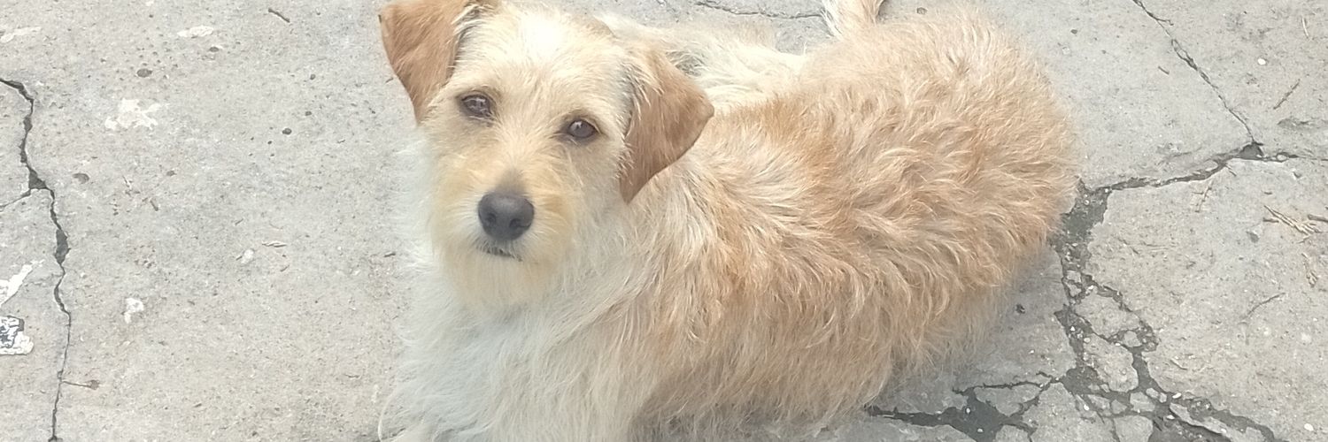 Tamarisco banner