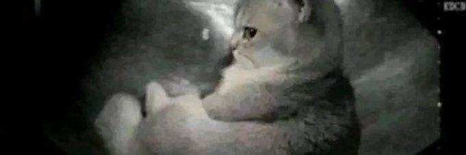 Monkey D Luffy CF banner