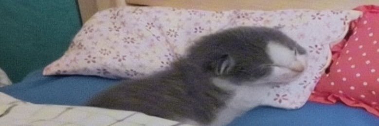 lasiew_'s profile banner image