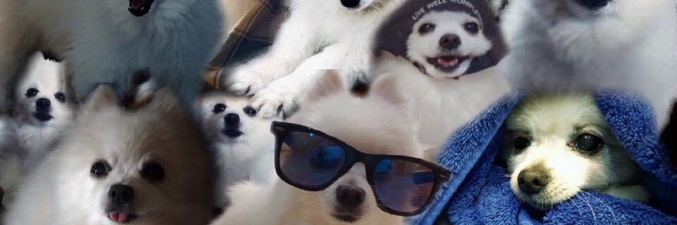 AndDoggos's profile banner image