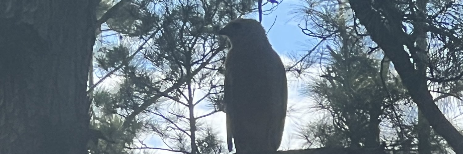 Stacy Norrell banner