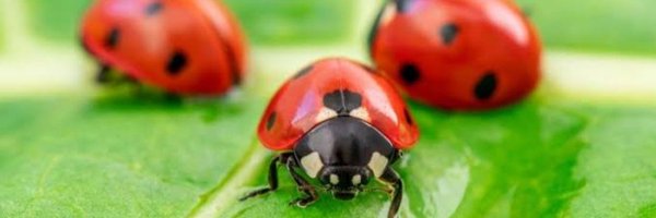 Goldfield6 Profile Banner