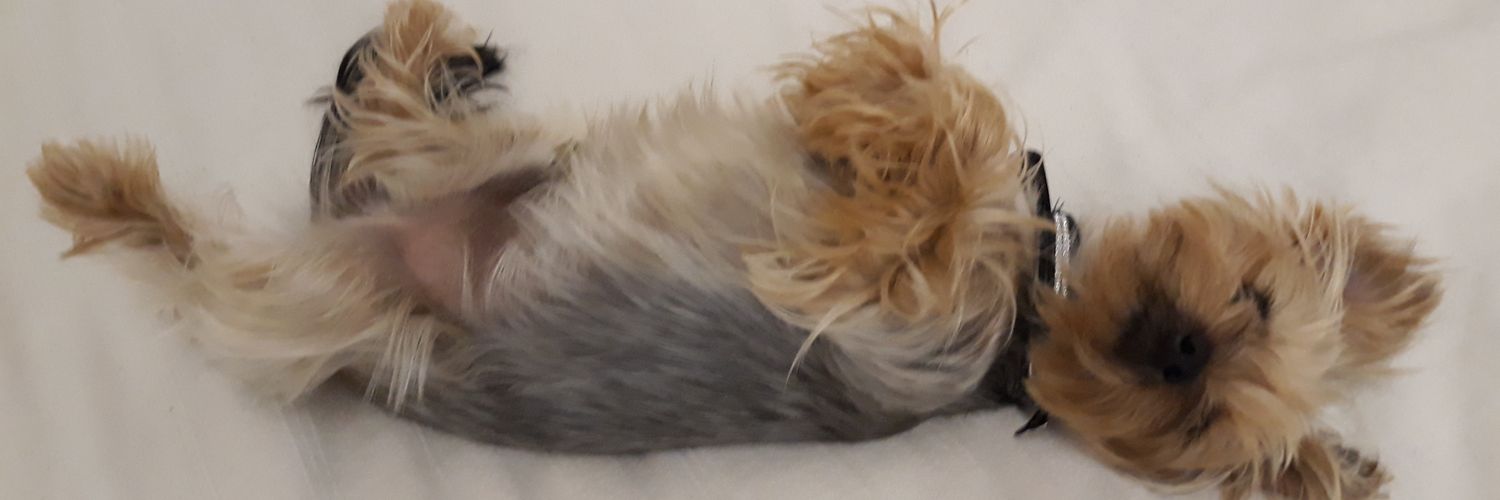 ❤WenRomania 🇷🇴❤ banner