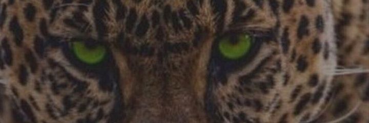 OOOO000000OOOO's profile banner image