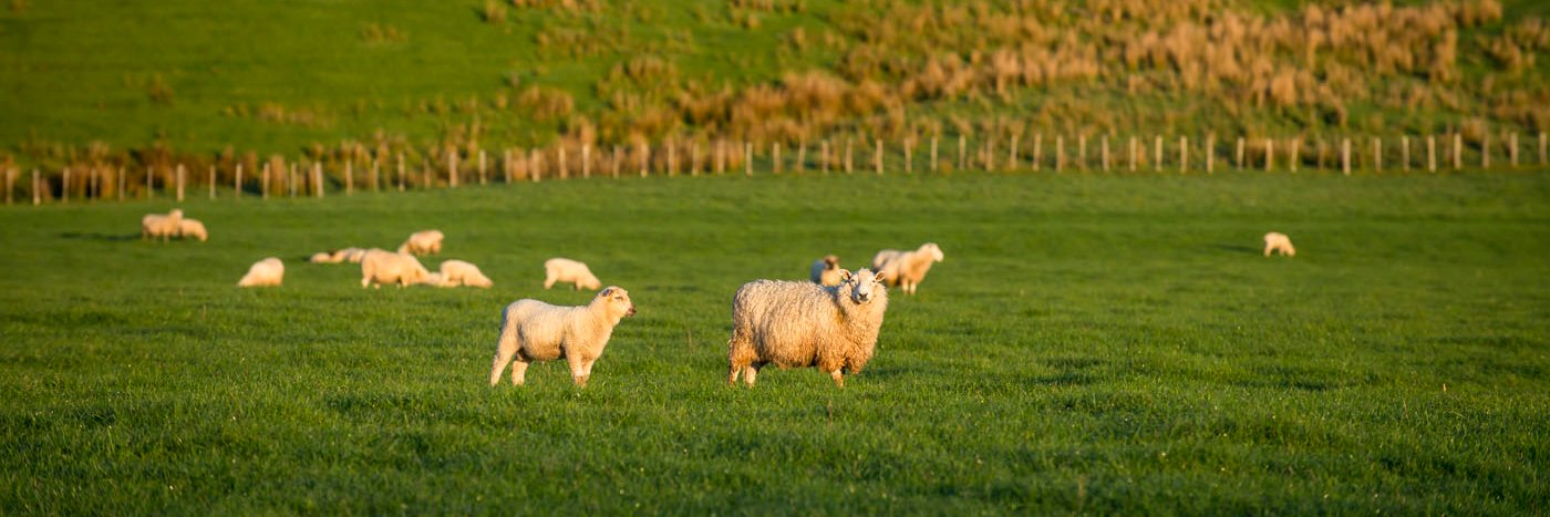 Red Meat NZ (RMPP) banner