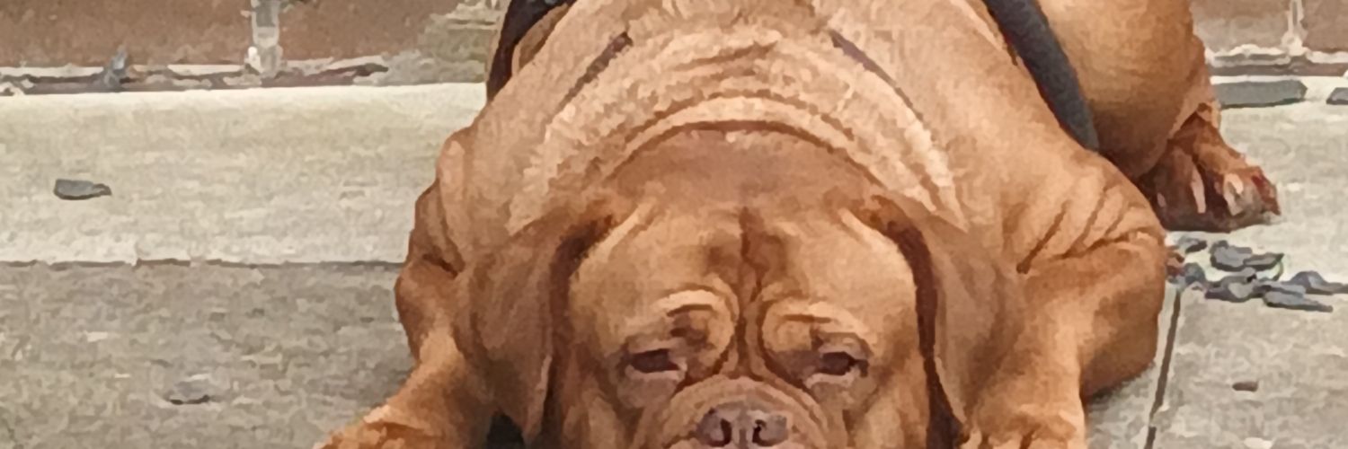 daz banner