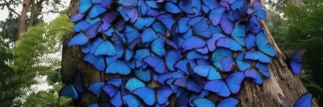 mulutpedass's profile banner image