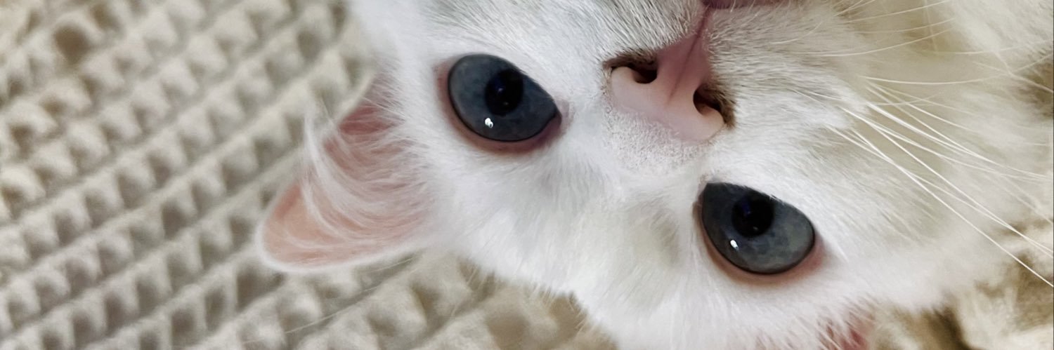 Jéssica B. Montanari banner