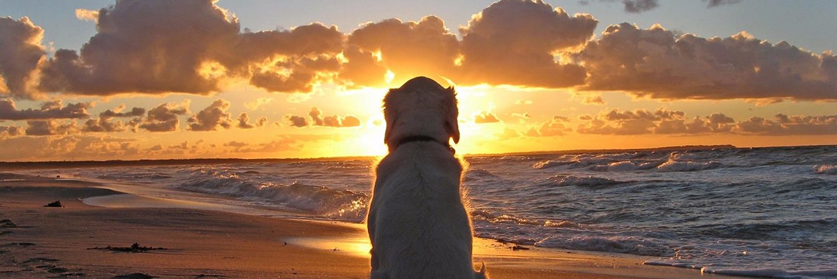 GabrielSiano's profile banner image