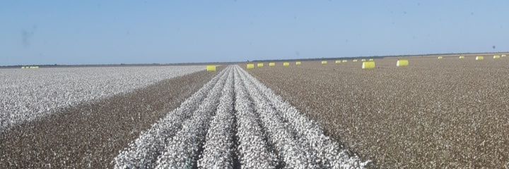 Andrew Dickson banner