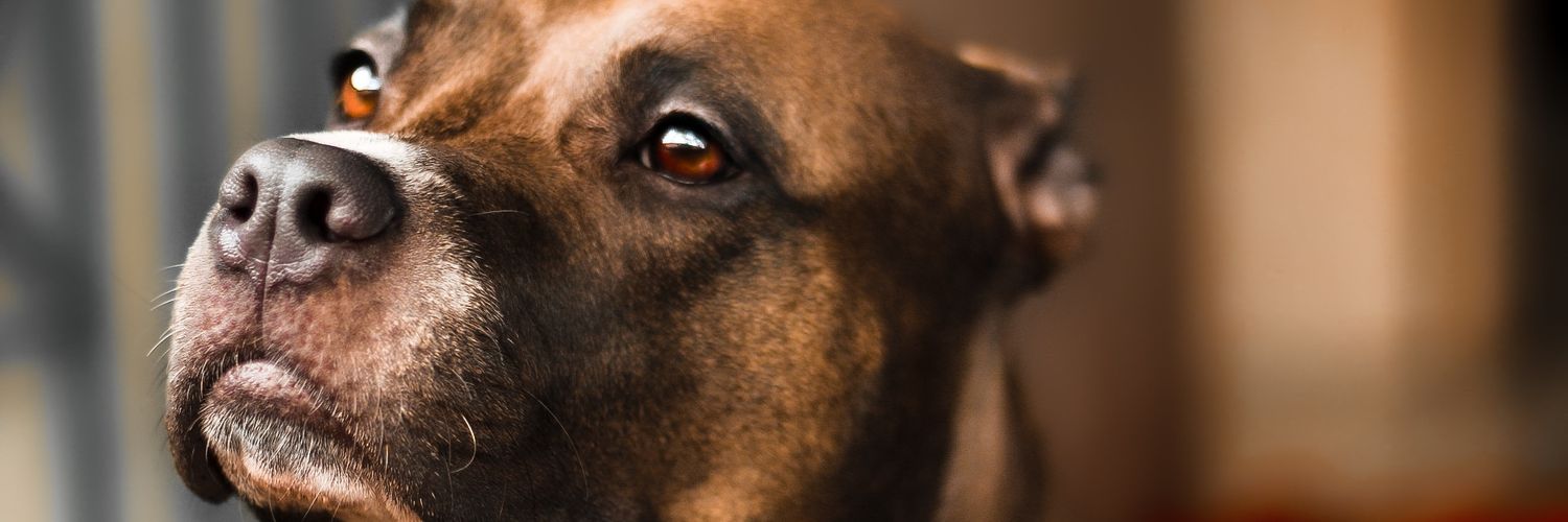 WilbertReyess's profile banner image