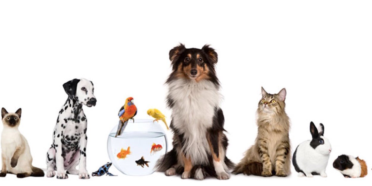 BushyParkVets's profile banner image