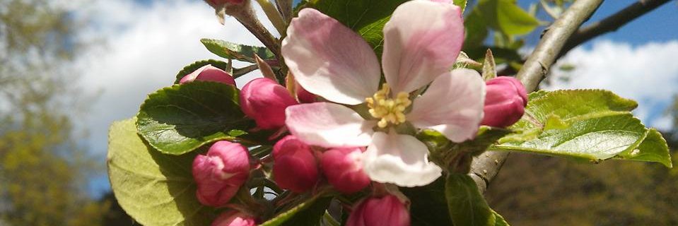 Agatha van Malde banner