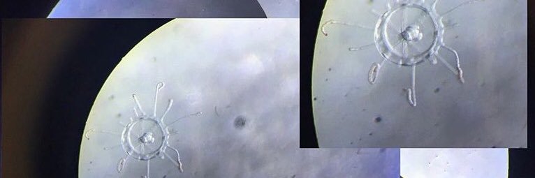 Connie Whiting banner