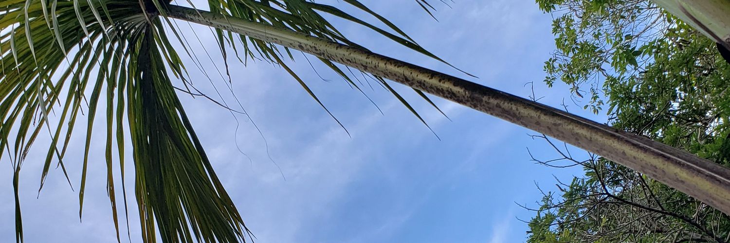 lennaborges's profile banner image
