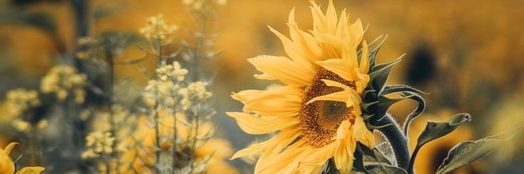 AngeliqueV277's profile banner image