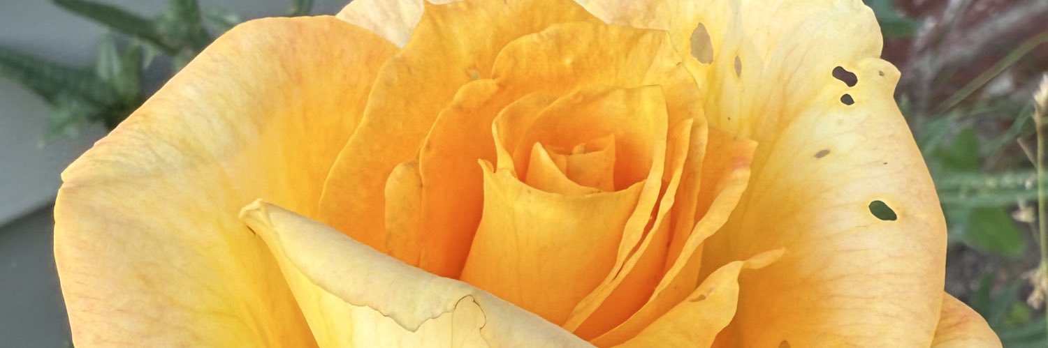 hannahluzu's profile banner image