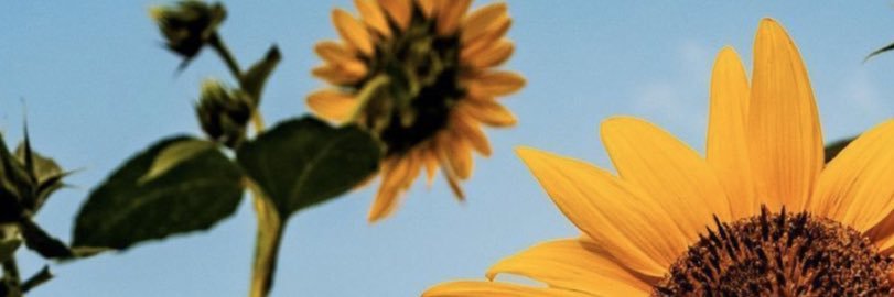 ilserappe's profile banner image