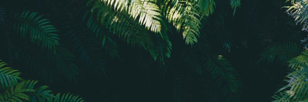 featherofficial Profile Banner