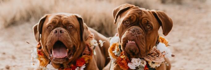 Chris Moffitt banner