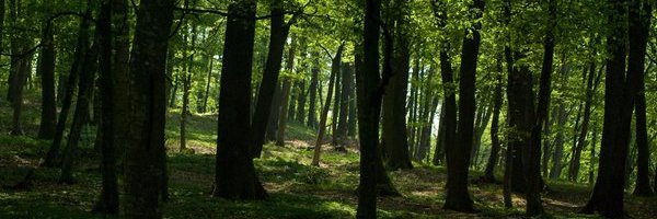 FractiousKing's profile banner image