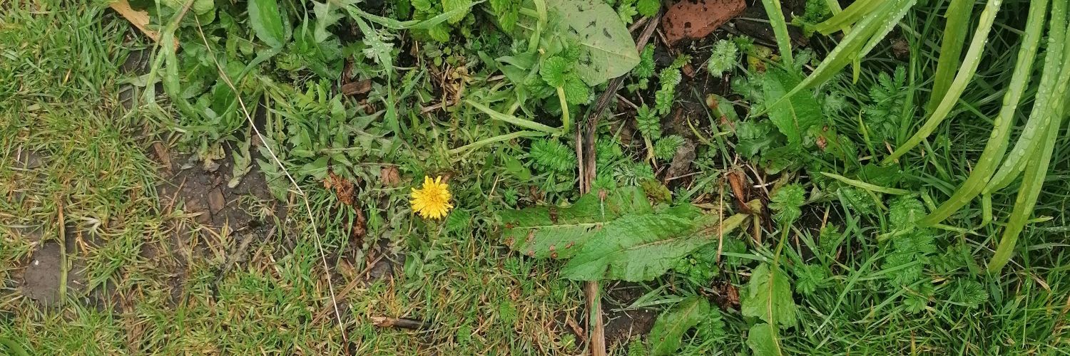 Áine Ow’Hara banner