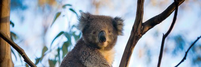 ausAlpi's profile banner image