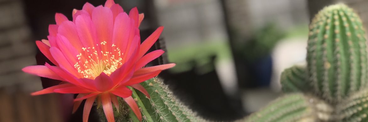 elizabeth_esss's profile banner image