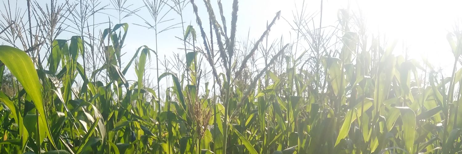 Pertunialukhele's profile banner image