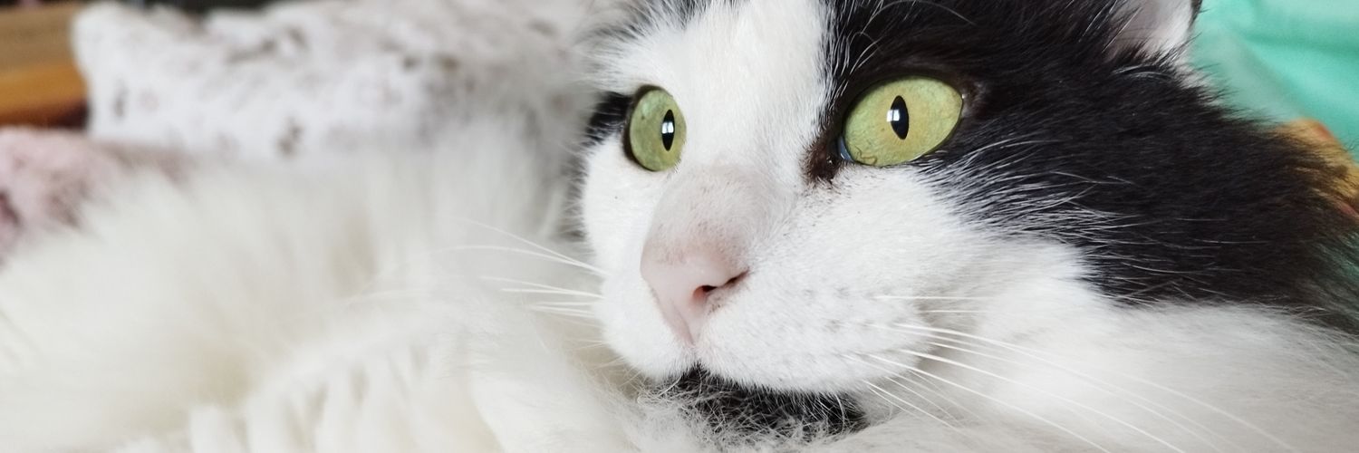 mattmoustache's profile banner image