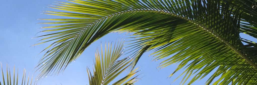 Skye Sherman banner