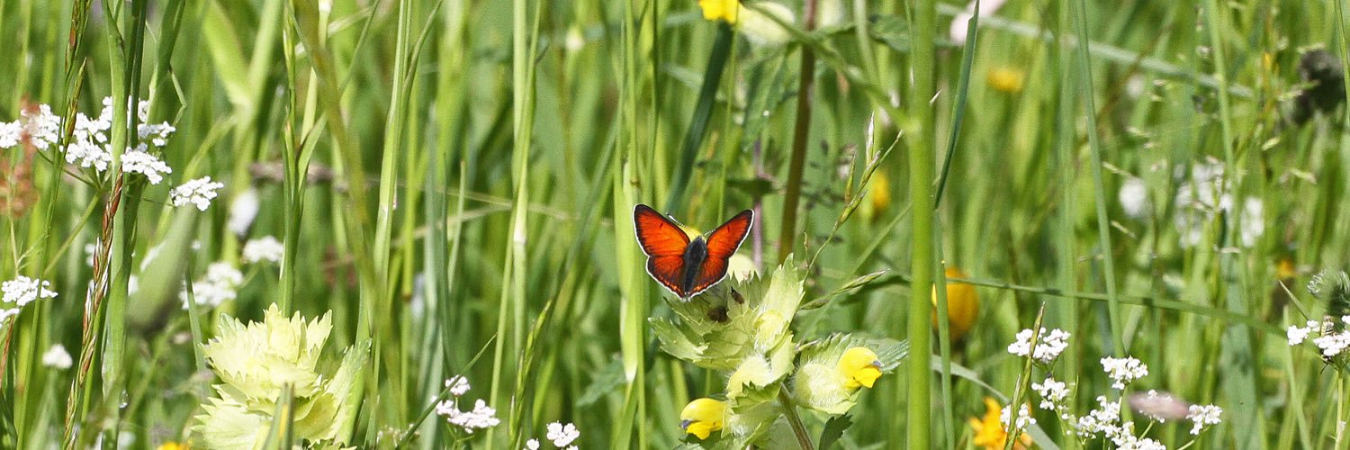 Michael Foley banner