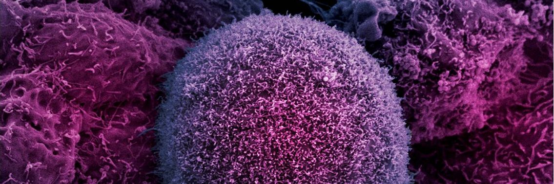 Dr Brian Stedman banner