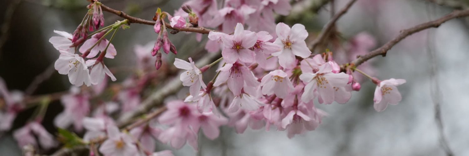 C banner