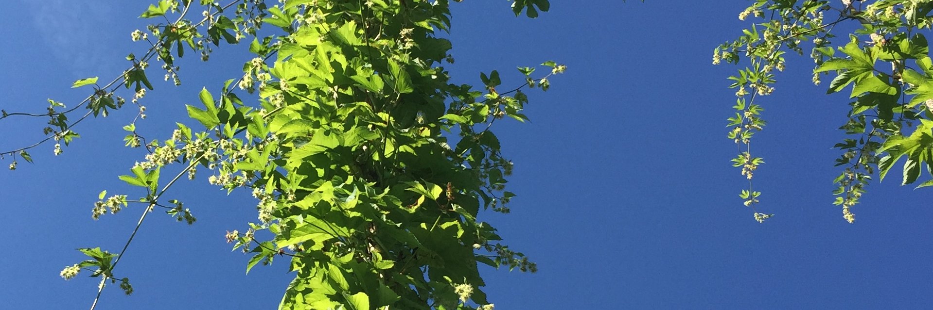 Irvine River Hops AKA CanAussie Farms banner