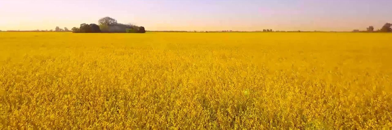 Nufarm Semillas Argentina🌱 banner