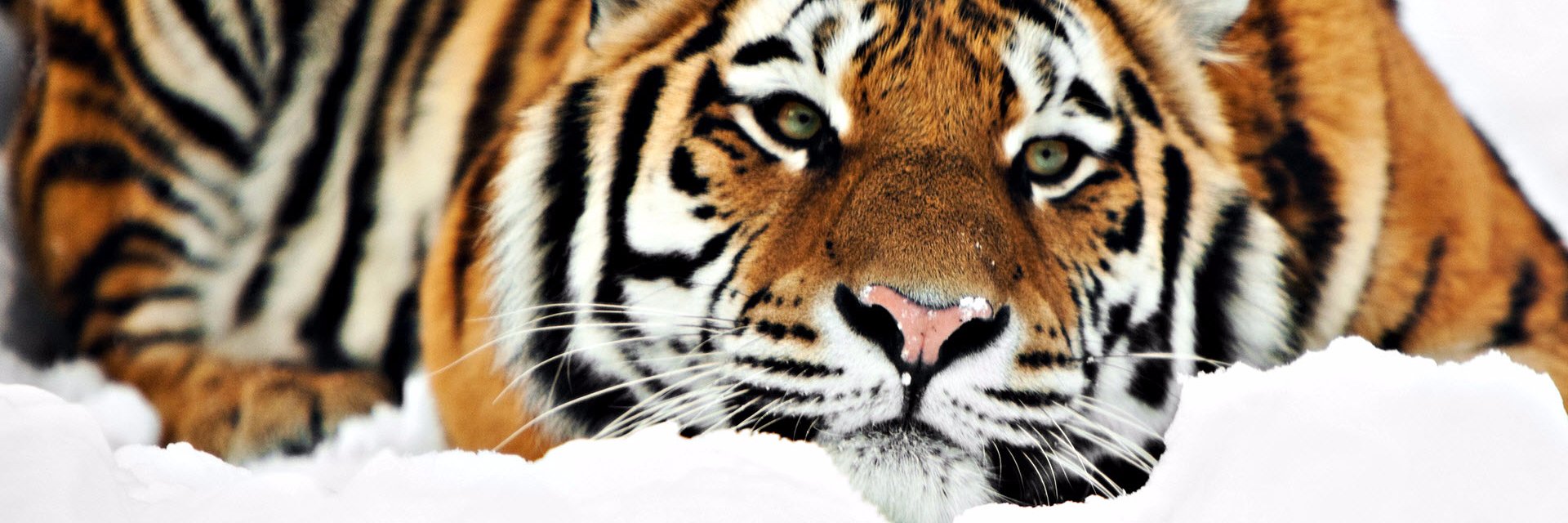 r3wilding's profile banner image