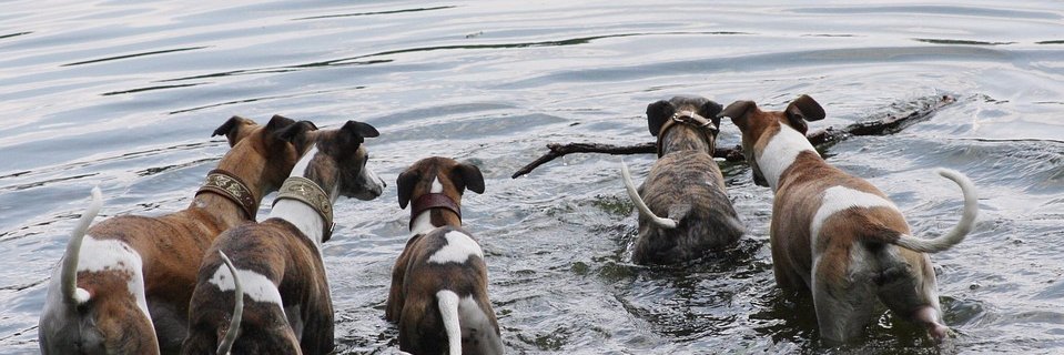 RaceCarsNotDogs's profile banner image