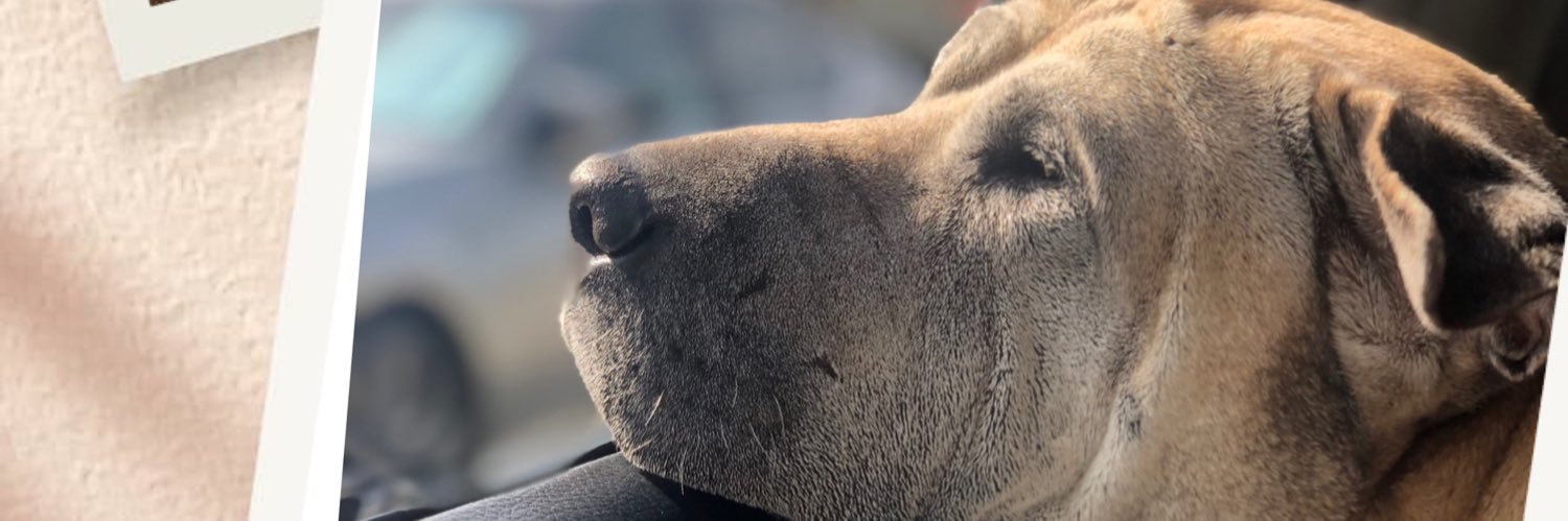Ashely_Rose's profile banner image