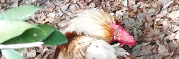 aaaa_reverse Profile Banner