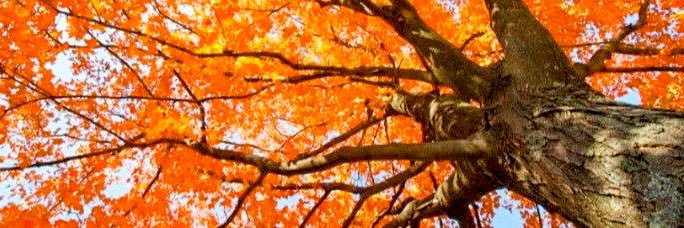 draclairefraser's profile banner image